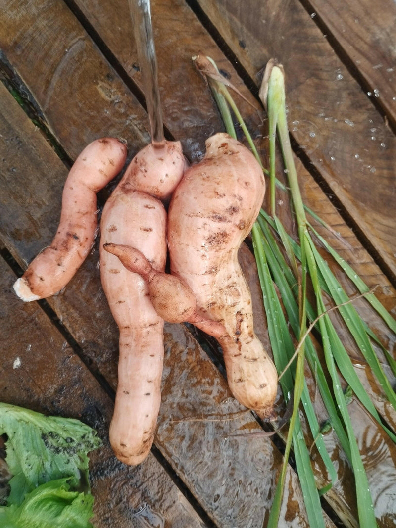 Sweet potato - WeGrowOrganic & The Juice Bar