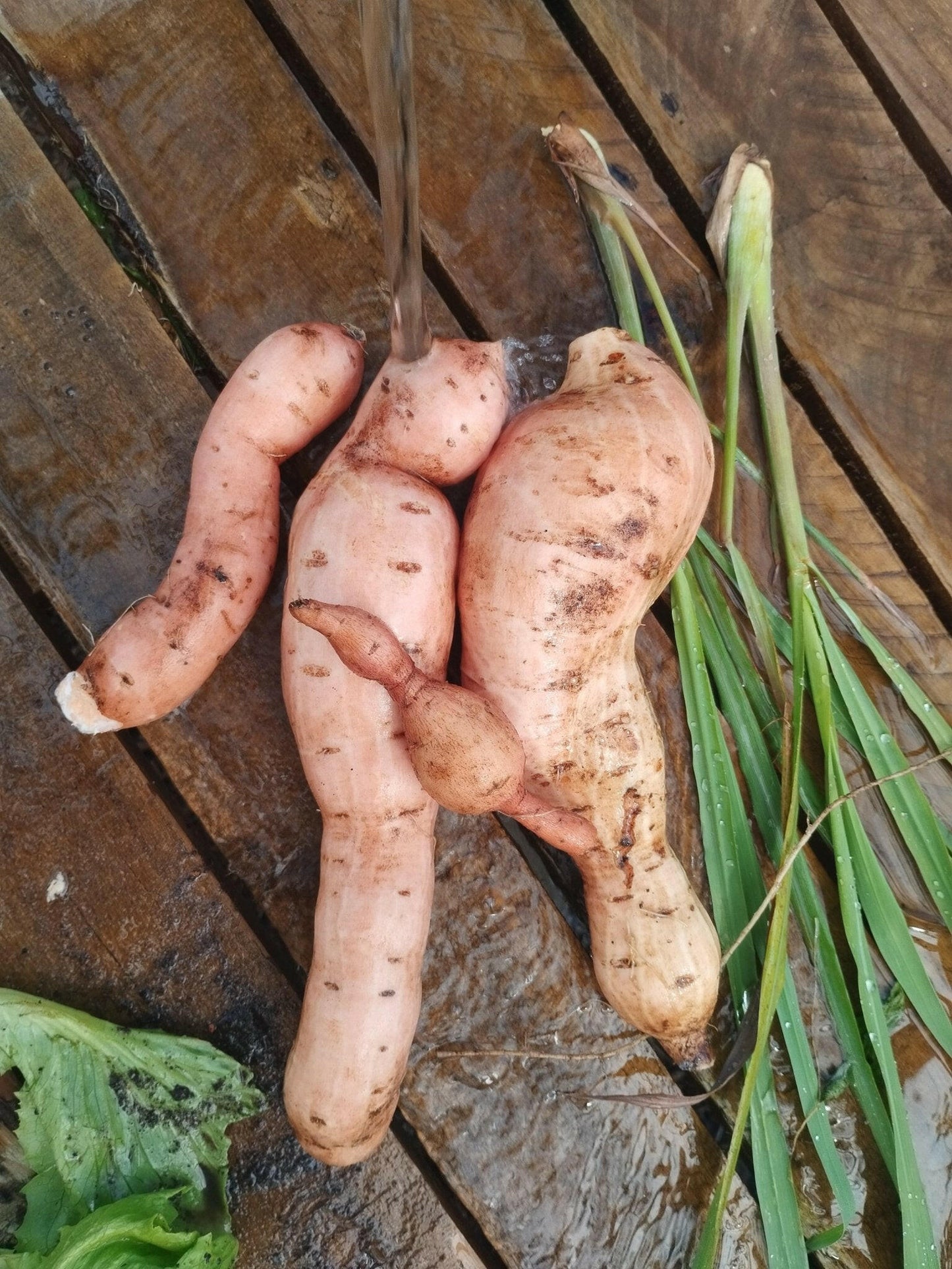 Sweet potato - WeGrowOrganic & The Juice Bar
