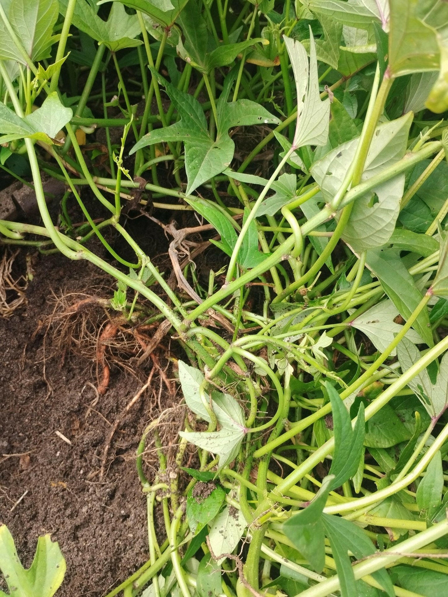 Sweet potato - WeGrowOrganic & The Juice Bar