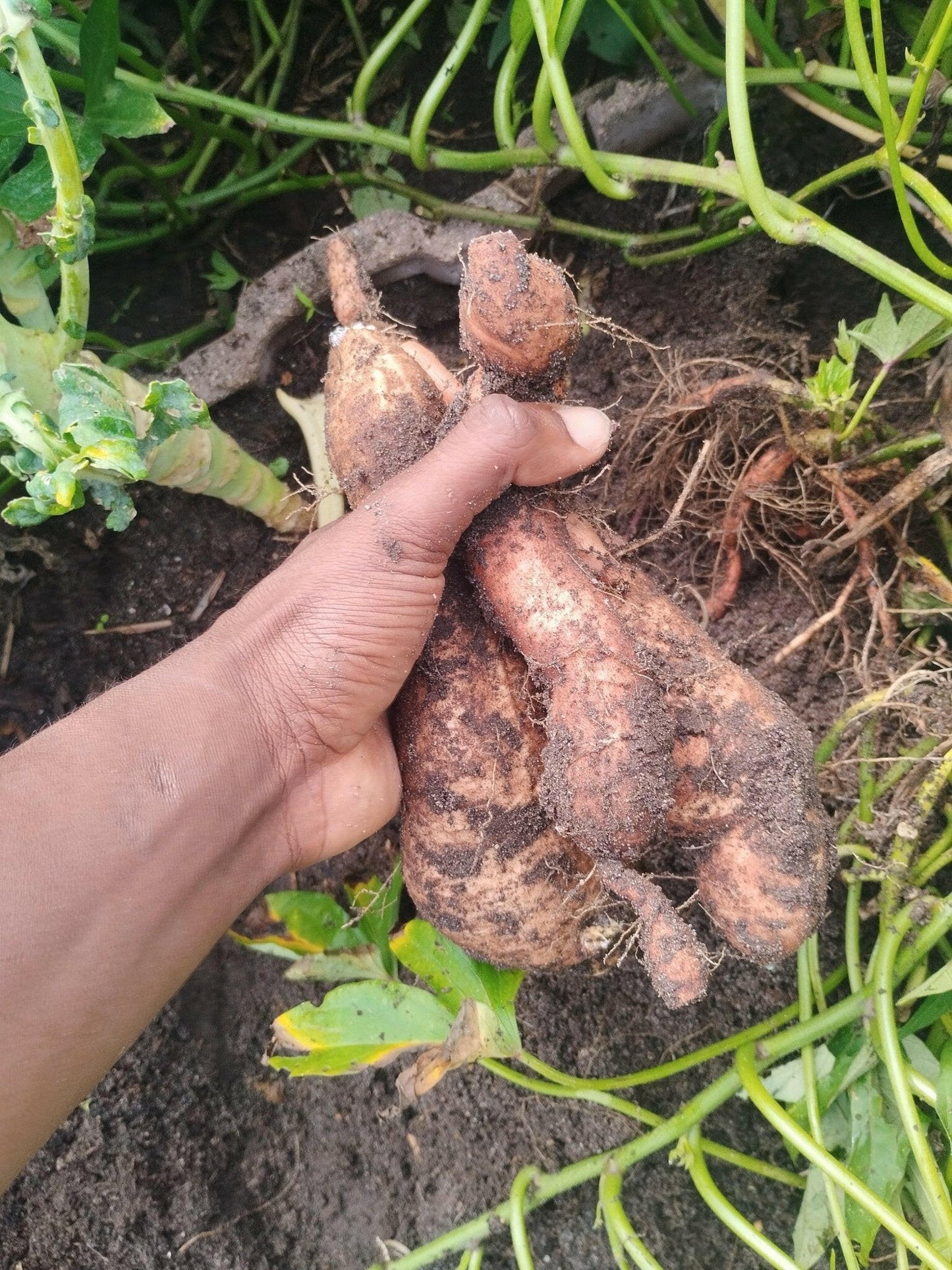 Sweet potato - WeGrowOrganic & The Juice Bar