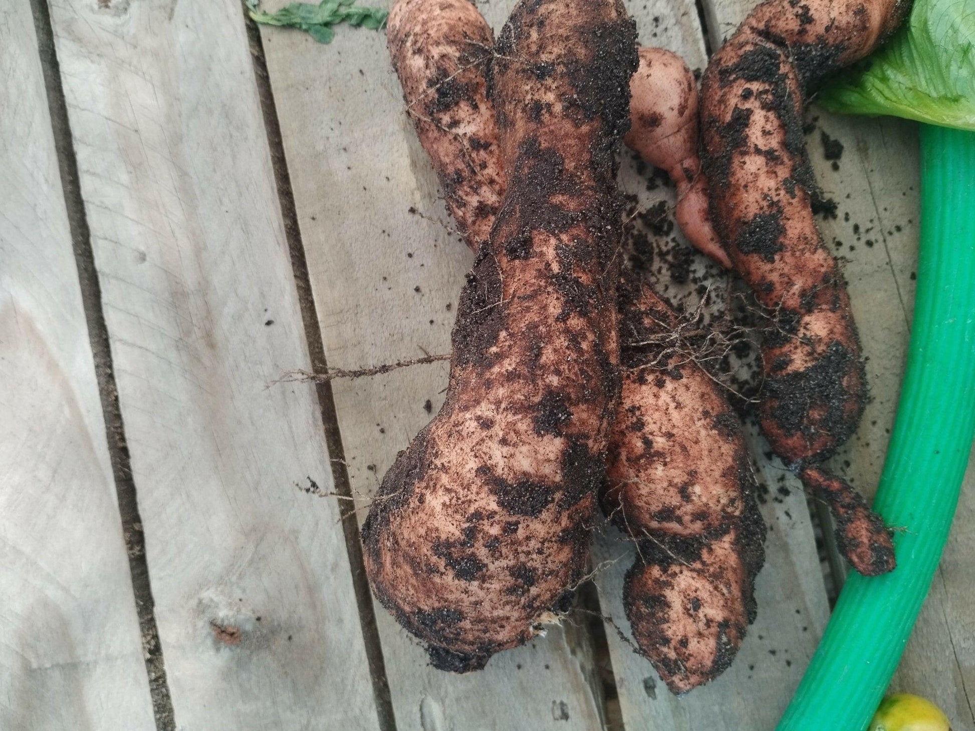 Sweet potato - WeGrowOrganic & The Juice Bar